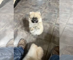 Pomeranian Puppy for sale in FORDLAND, MO, USA