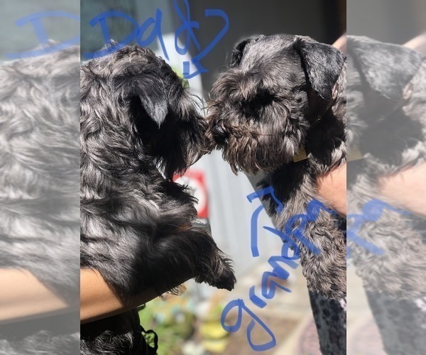 Medium Photo #1 Schnauzer (Miniature) Puppy For Sale in STOCKTON, CA, USA