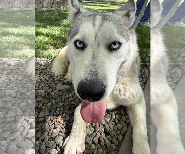 Medium Photo #7 Siberian Husky Puppy For Sale in Cedar Crest, NM, USA