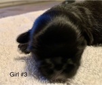 Small Photo #12 Shih Tzu Puppy For Sale in LONGWOOD, FL, USA
