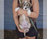Small #3 Mutt