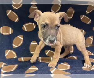 German Shepherd Dog-Unknown Mix Dogs for adoption in HESPERIA, CA, USA