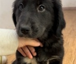 Small Photo #1 Australian Retriever Puppy For Sale in KELLYVILLE, OK, USA