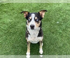 Siberian Husky-Unknown Mix Dogs for adoption in Orange, CA, USA