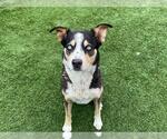 Small Siberian Husky Mix