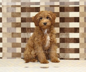 Cavapoo Puppy for sale in DENVER, PA, USA