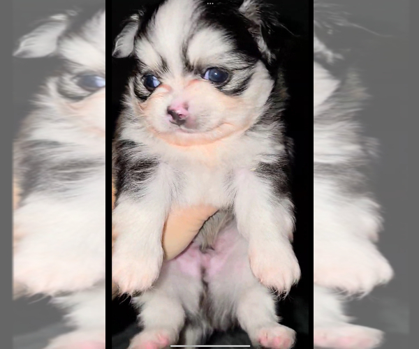 Medium Photo #1 Chihuahua Puppy For Sale in SAINT MARYS, GA, USA