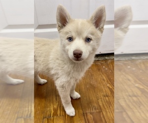 Pomsky Puppy for sale in PORTSMOUTH, OH, USA