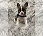 Small French Bulldog