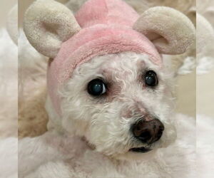 Bichon Frise Dogs for adoption in springfield, VA, USA