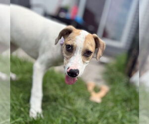 Mutt Dogs for adoption in New London, WI, USA