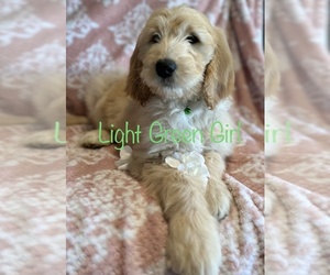 English Cream Golden Retriever-Goldendoodle Mix Puppy for sale in SACRAMENTO, CA, USA