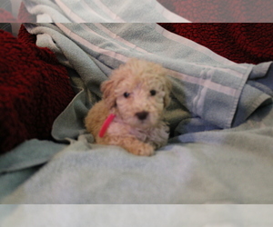 Poodle (Standard) Puppy for sale in MORRISON, TN, USA