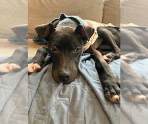 Labrador Retriever-Unknown Mix Dogs for adoption in Plainfield, IL, USA
