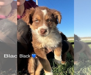 Australian Shepherd Puppy for sale in AUXVASSE, MO, USA