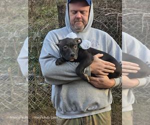 American Bully Puppy for sale in BIG STONE GAP, VA, USA
