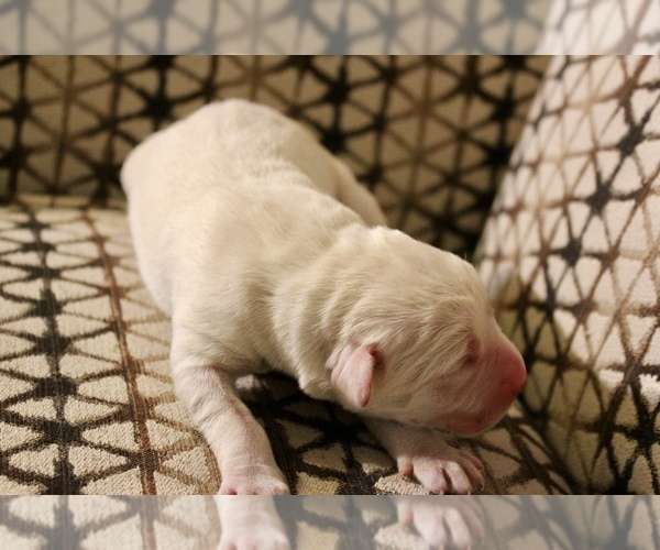 Medium Photo #2 Labrador Retriever Puppy For Sale in CAPON BRIDGE, WV, USA