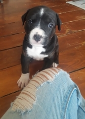 American Pit Bull Terrier Puppy for sale in FALL RIVER, MA, USA
