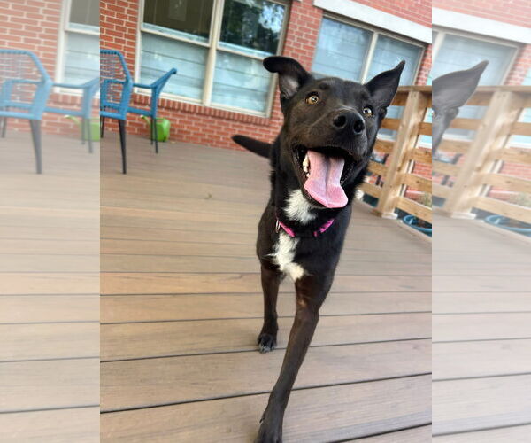 Medium Photo #2 Collie-Unknown Mix Puppy For Sale in Germantown, OH, USA