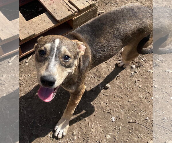 Medium Photo #3 American Staffordshire Terrier-Unknown Mix Puppy For Sale in Tracy City, TN, USA