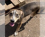 Small Photo #3 American Staffordshire Terrier-Unknown Mix Puppy For Sale in Tracy City, TN, USA