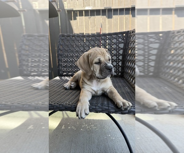 Medium Photo #10 Cane Corso-Mastiff Mix Puppy For Sale in NEW CANEY, TX, USA