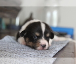 Small #16 Pembroke Welsh Corgi