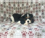 Small #4 Cavalier King Charles Spaniel