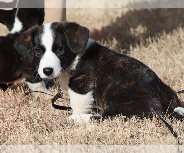 Medium Photo #1 Cardigan Welsh Corgi Puppy For Sale in LIVERMORE, CO, USA