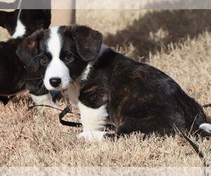 Cardigan Welsh Corgi Puppy for sale in LIVERMORE, CO, USA