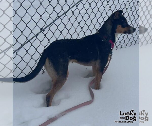 Medium Photo #3 Beagle-Unknown Mix Puppy For Sale in Washington, DC, USA