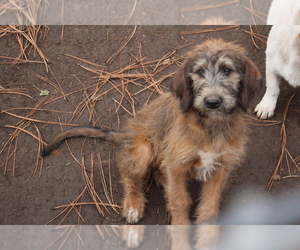 Irish Wolfhound-Poodle (Standard) Mix Puppy for sale in GREER, ID, USA