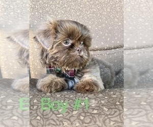 Shih Tzu Puppy for sale in ELDERWOOD, CA, USA