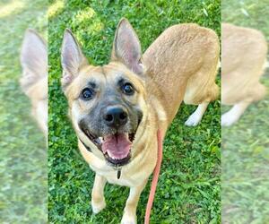 German Shepherd Dog-Unknown Mix Dogs for adoption in Sacramento, CA, USA