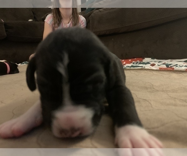 Medium Photo #10 Great Dane Puppy For Sale in MARICOPA, AZ, USA