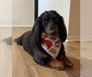 Medium Dachshund