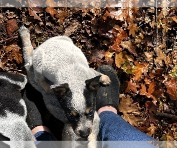 Medium Photo #6 Australian Cattle Dog Puppy For Sale in OREGON HOUSE, CA, USA
