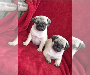 Pug Puppy for sale in SILVER SPRINGS, FL, USA