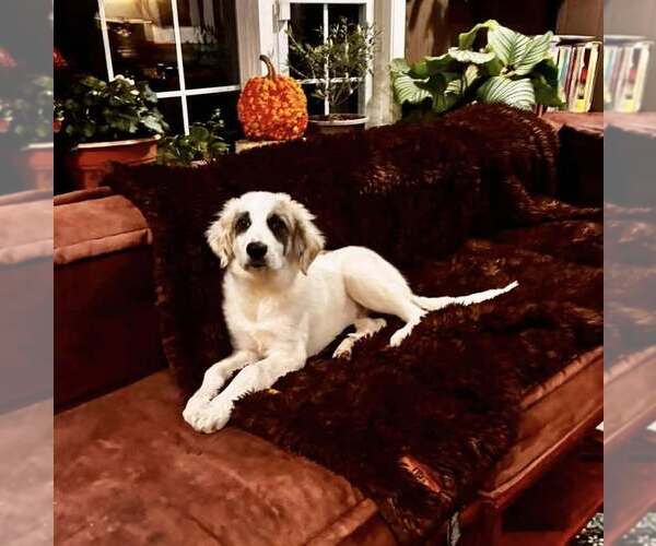 Medium Photo #1 Anatolian Pyrenees Puppy For Sale in New York, NY, USA