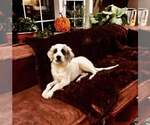 Marlin (AL) - Male Anatolian Pyrenees Dog for Adoption - Small photo