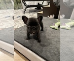 Small Photo #2 French Bulldog Puppy For Sale in TOPEKA, KS, USA