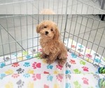 Small #4 Poodle (Toy)