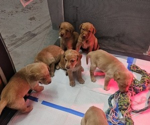 Borador Puppy for sale in SANTA MARIA, CA, USA