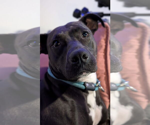 Medium Photo #3 American Pit Bull Terrier-Unknown Mix Puppy For Sale in Germantown, OH, USA
