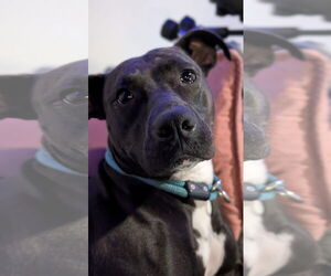 Thea - Female American Pit Bull Terrier-Unknown Mix Dog for Adoption - Photo #3