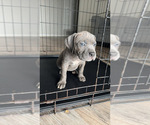 Puppy Daisy American Bully-Cane Corso Mix