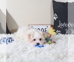 Small #3 Havanese