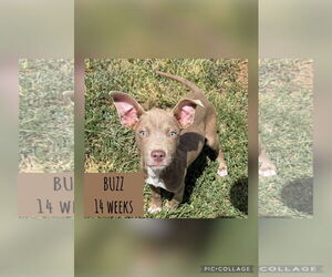 Labrador Retriever-Unknown Mix Dogs for adoption in Woodbury, NY, USA