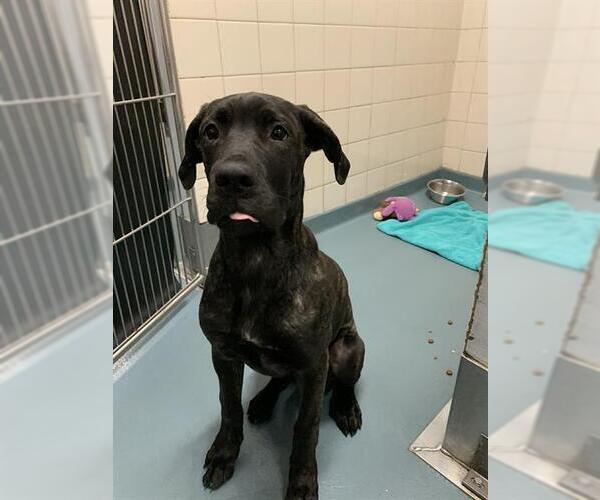 Medium Photo #1 Mutt Puppy For Sale in London, Ontario, Canada