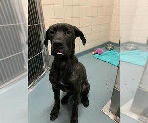 Mutt Dogs for adoption in London, Ontario, Canada